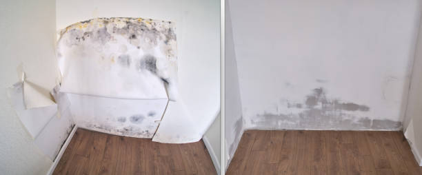 Trusted Preakness, NJ Mold Removal Experts